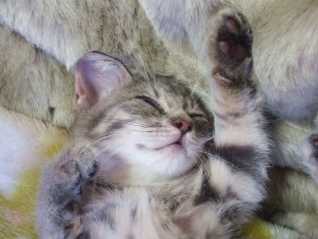 子猫
