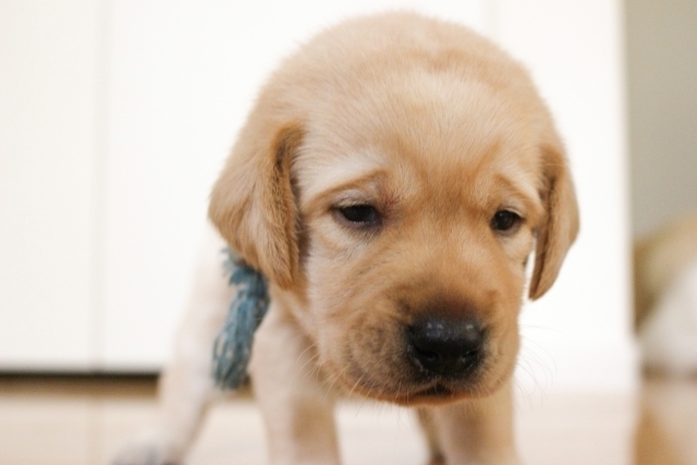 子犬
